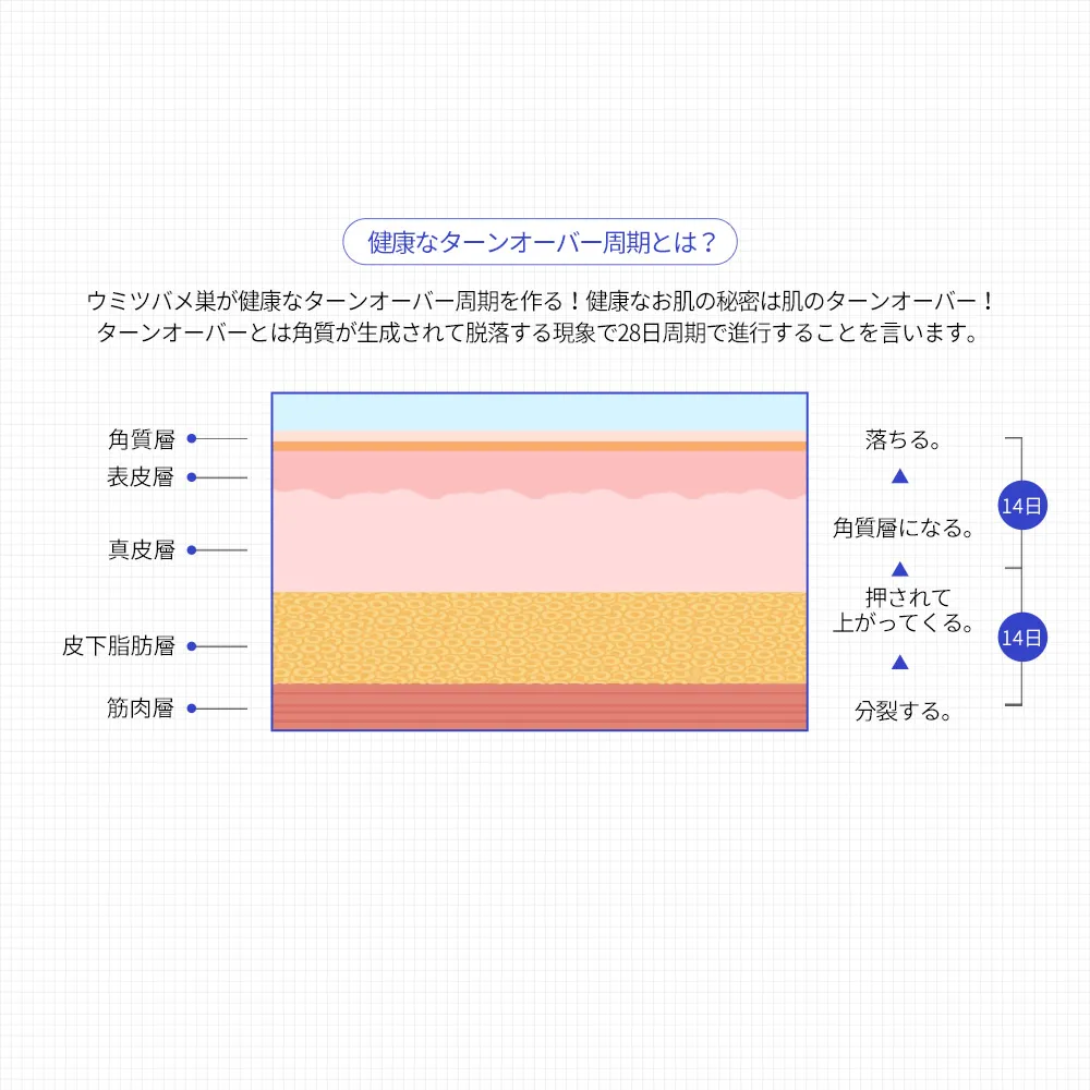 [エスエヌピー] プレミアムウミツバメの巣カプセル美容液(30カプセル入) | 詳細画像6