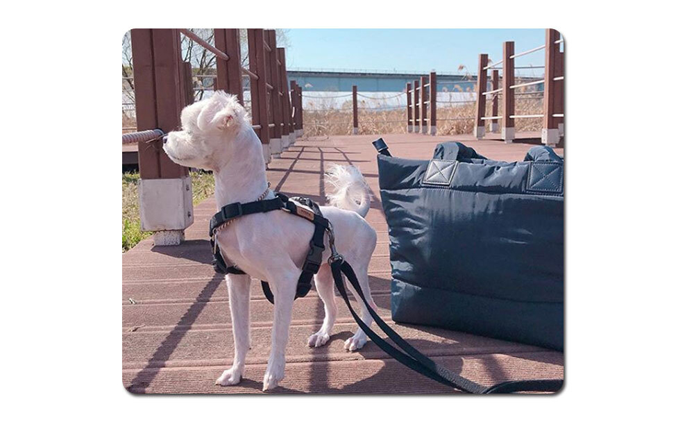 犬用H型ハーネス(M) | レディースファッション通販 - DHOLIC